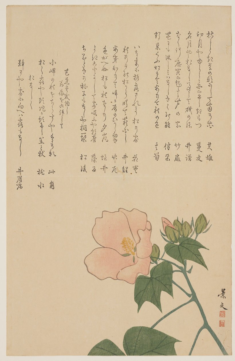 Rose confédérée, vers 1818-1829 - John Thomas Barber Beaumont