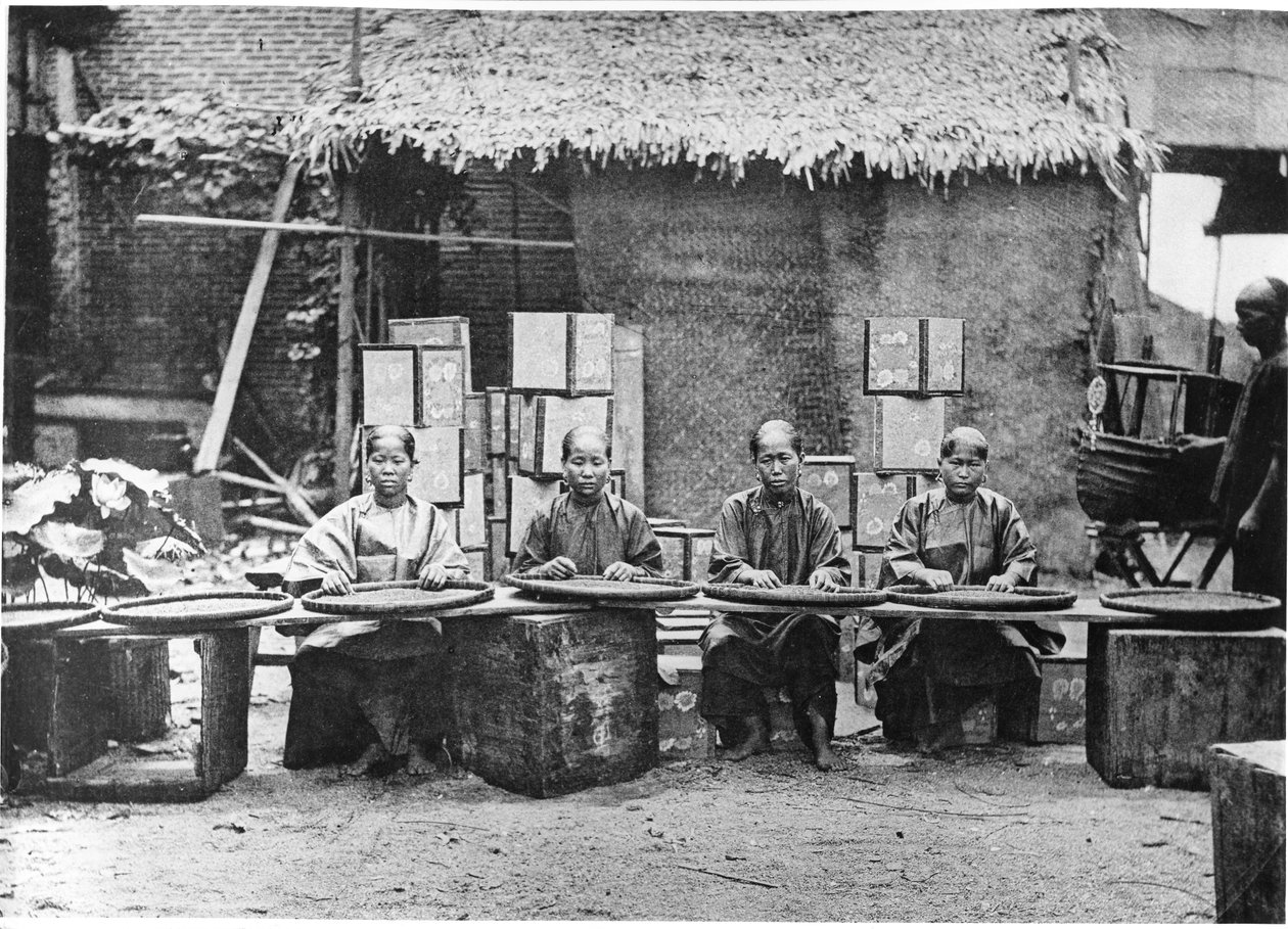 Cueillette de thé à Canton, vers 1872 - John Thomson