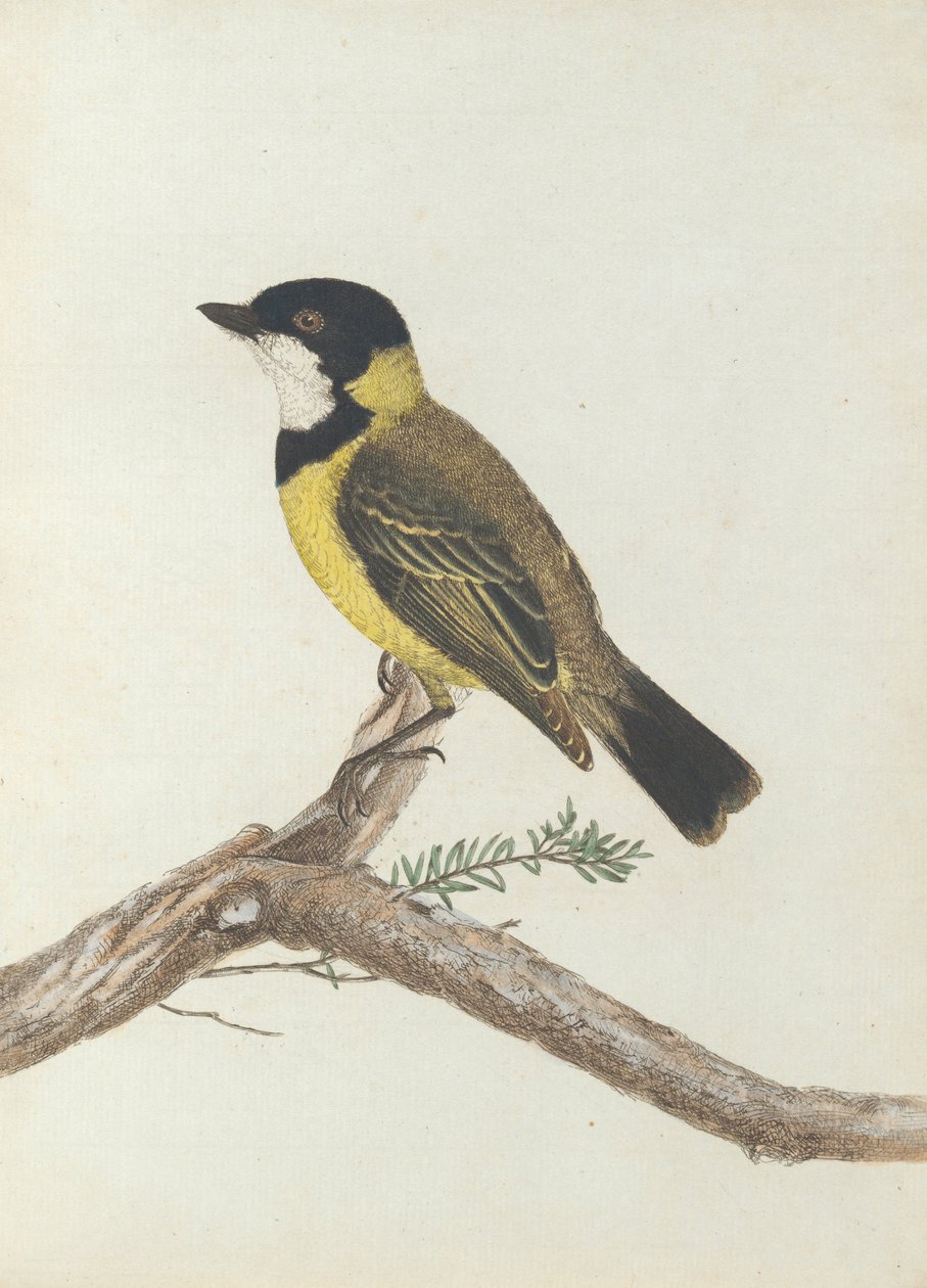 Grive à couronne noire. Lewin, John. Oiseaux de la Nouvelle-Galles du Sud avec leur histoire naturelle. Sydney - G. Howe... - John William Lewin