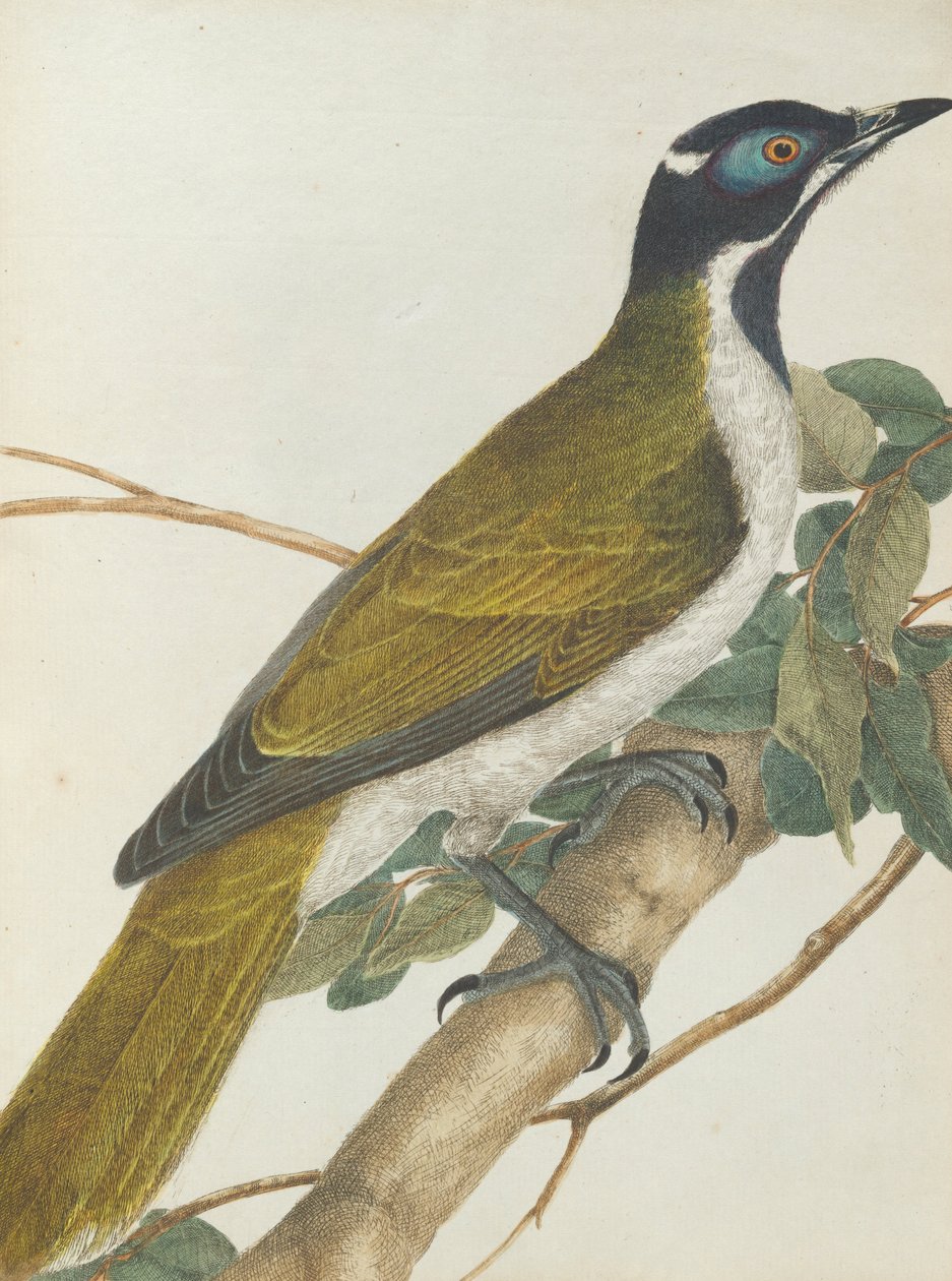 Méliphage à face bleue, Birds of New South Wales with their natural history - John William Lewin