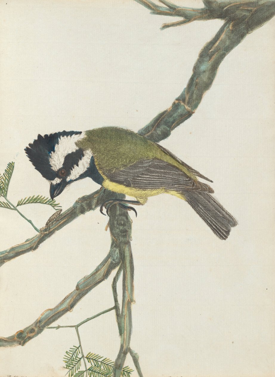 Pie-grièche huppée. Lewin, John. Oiseaux de la Nouvelle-Galles du Sud avec leur histoire naturelle. Sydney - G. Howe, 18... - John William Lewin
