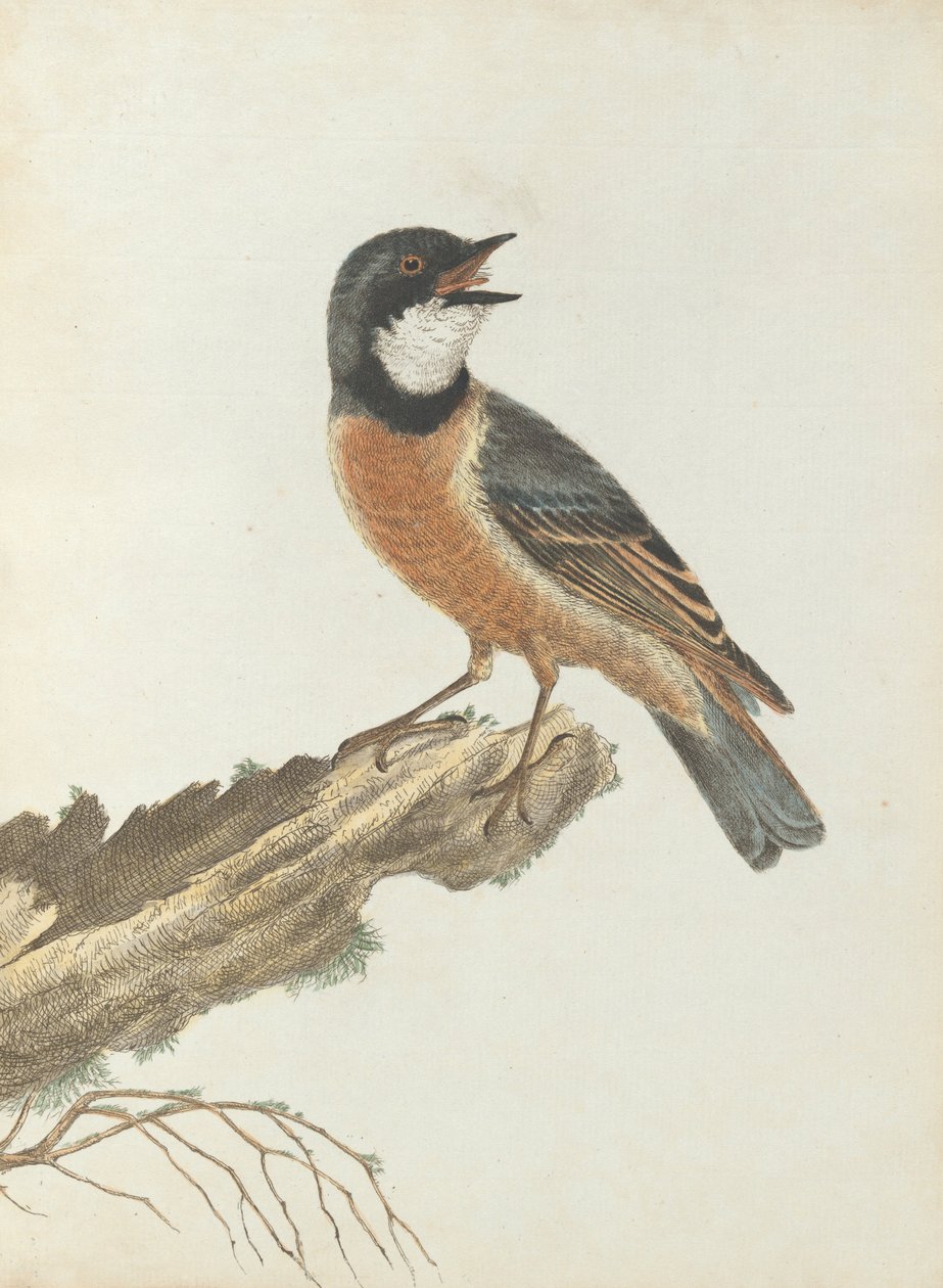 Grive à poitrine orange. Lewin, John. Oiseaux de la Nouvelle-Galles du Sud avec leur histoire naturelle. Sydney - G. Howe - John William Lewin