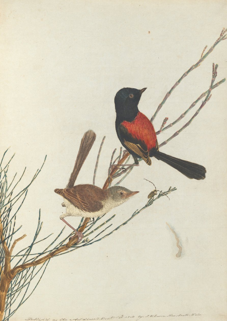 Paruline écarlate et noire. Lewin, John. Oiseaux de la Nouvelle-Galles du Sud avec leur histoire naturelle. Sydney - John William Lewin