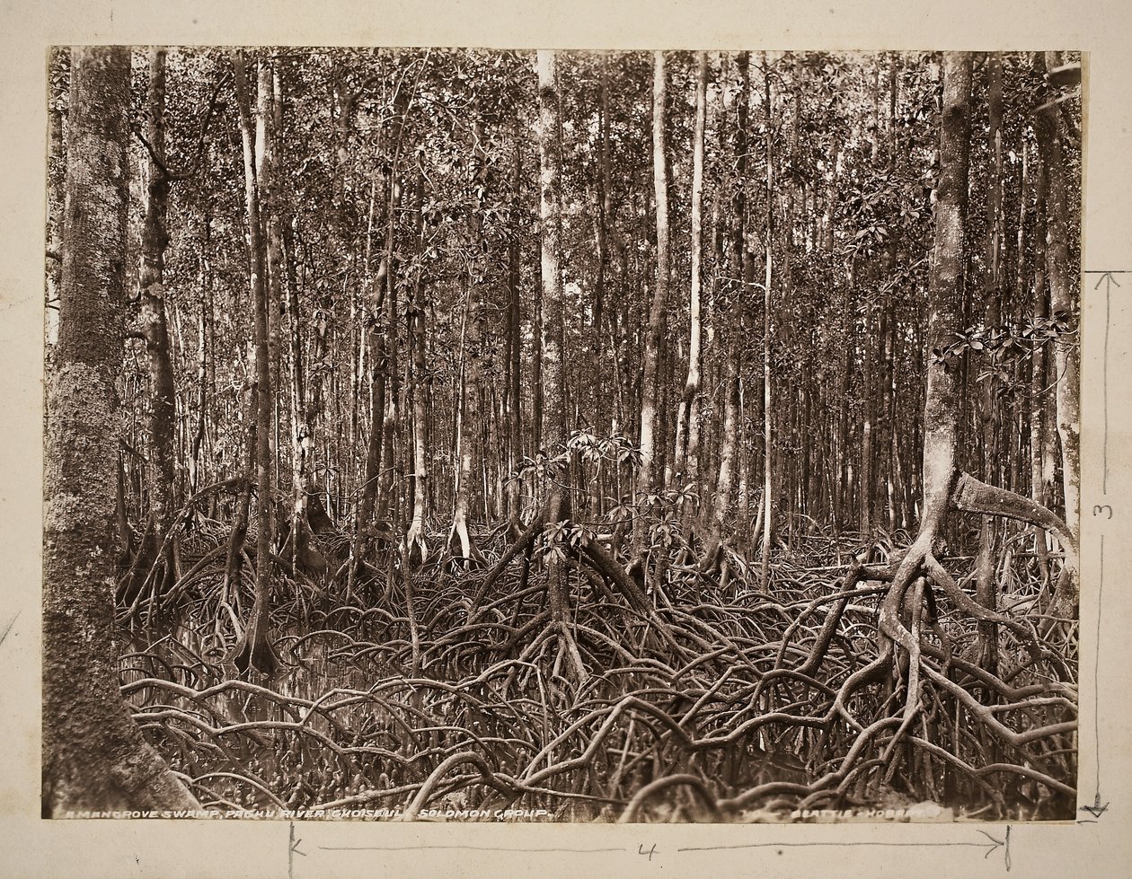 Un marais de mangroves, rivière Pachu, Choiseul, groupe des Salomon - John Beattie