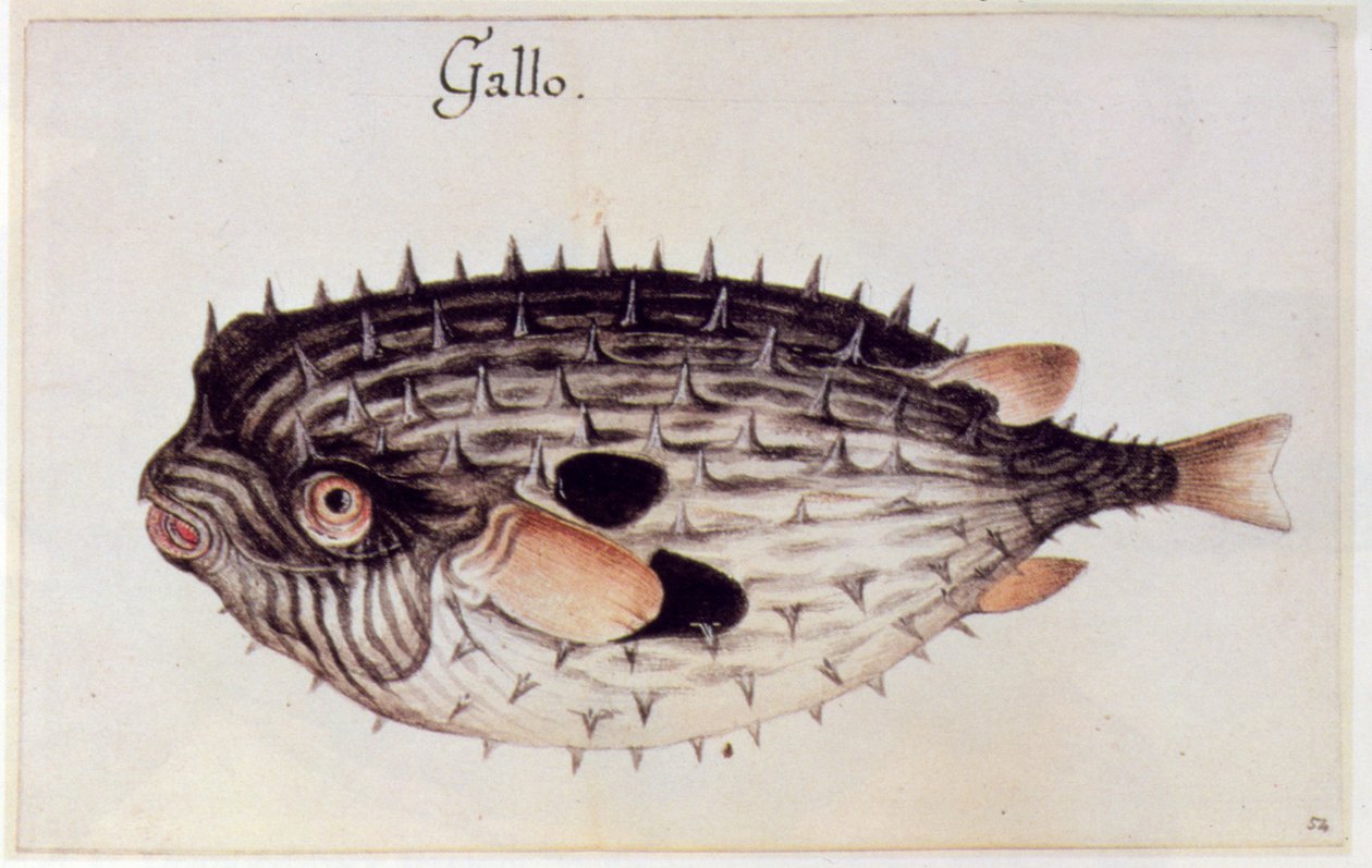 Un poisson-globe - John White