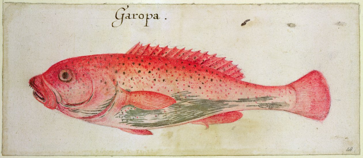 Garopa - John White