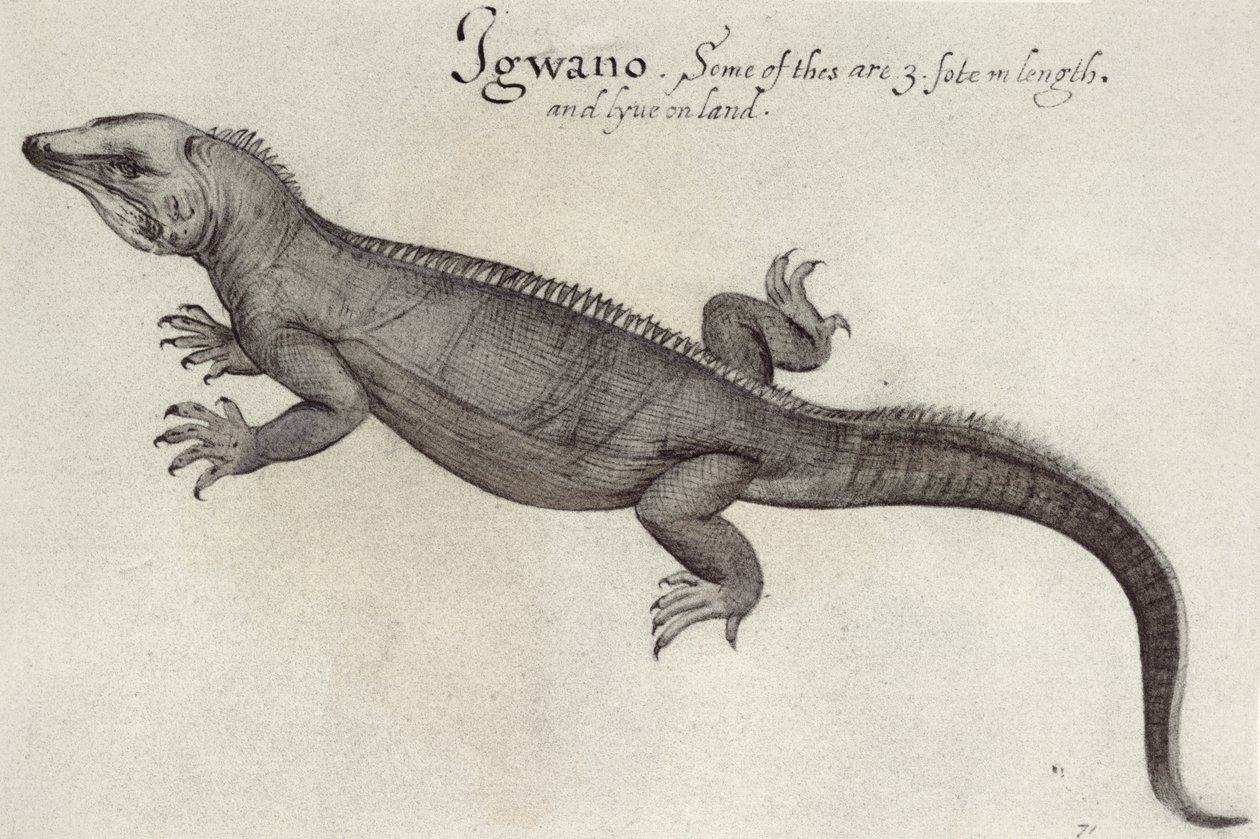 Iguane - John White