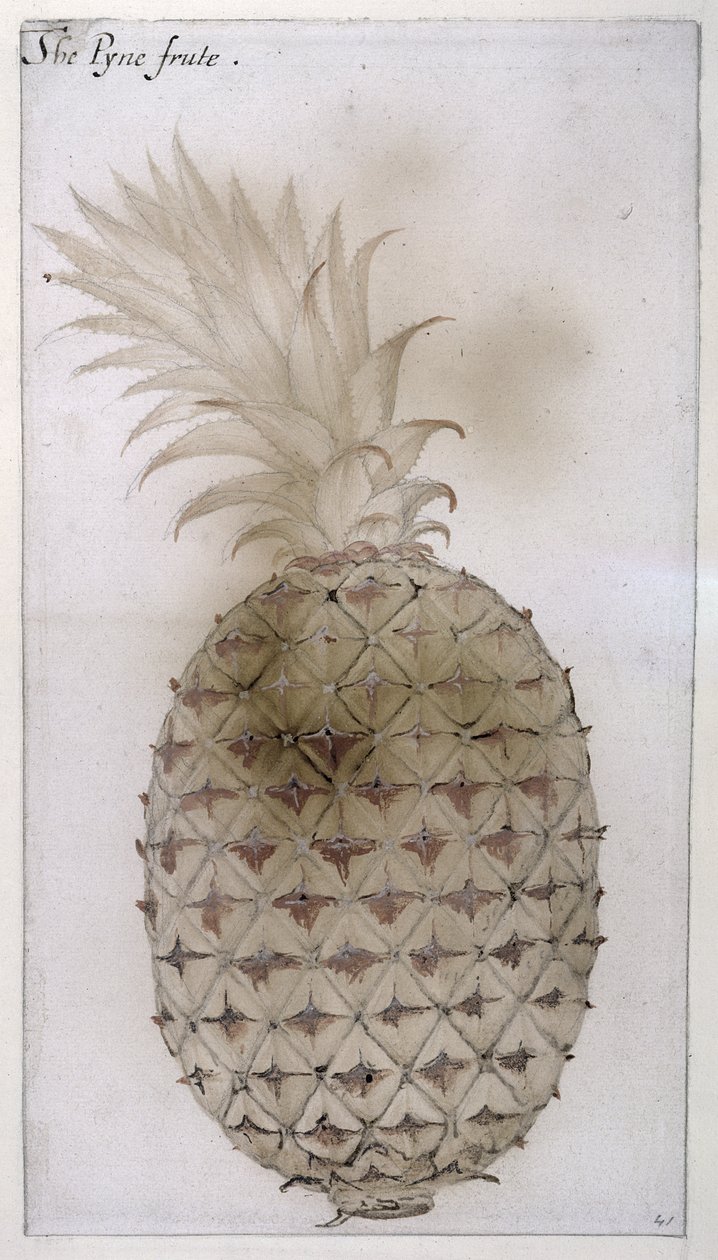 Ananas - John White