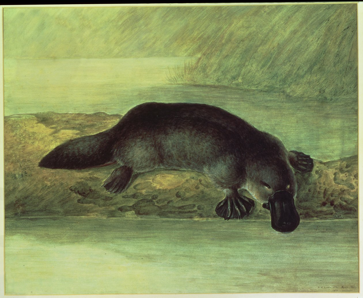 Ornithorynque, ornithorynchus paradoxus, 1810 - John William Lewin