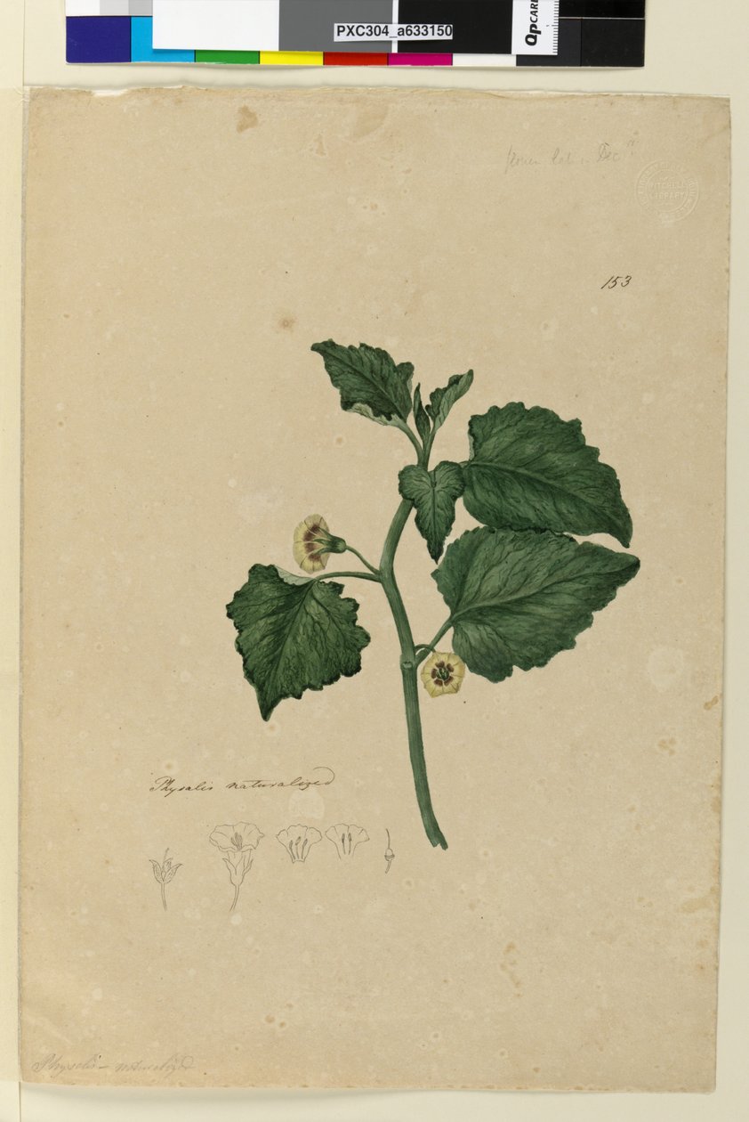 Page 153. Physalis naturalized - John William Lewin