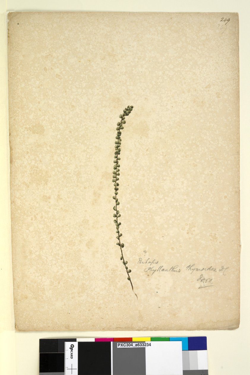 Page 249. Peut-être Phyllanthus thymoides - John William Lewin