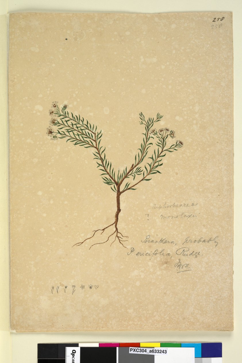 Page 258. Poranthera ericifolia - John William Lewin