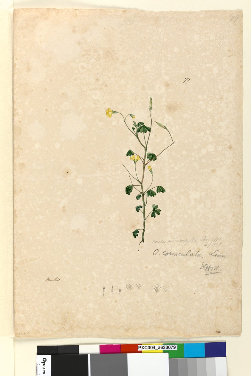 Page 79. Oxalis corniculata - John William Lewin