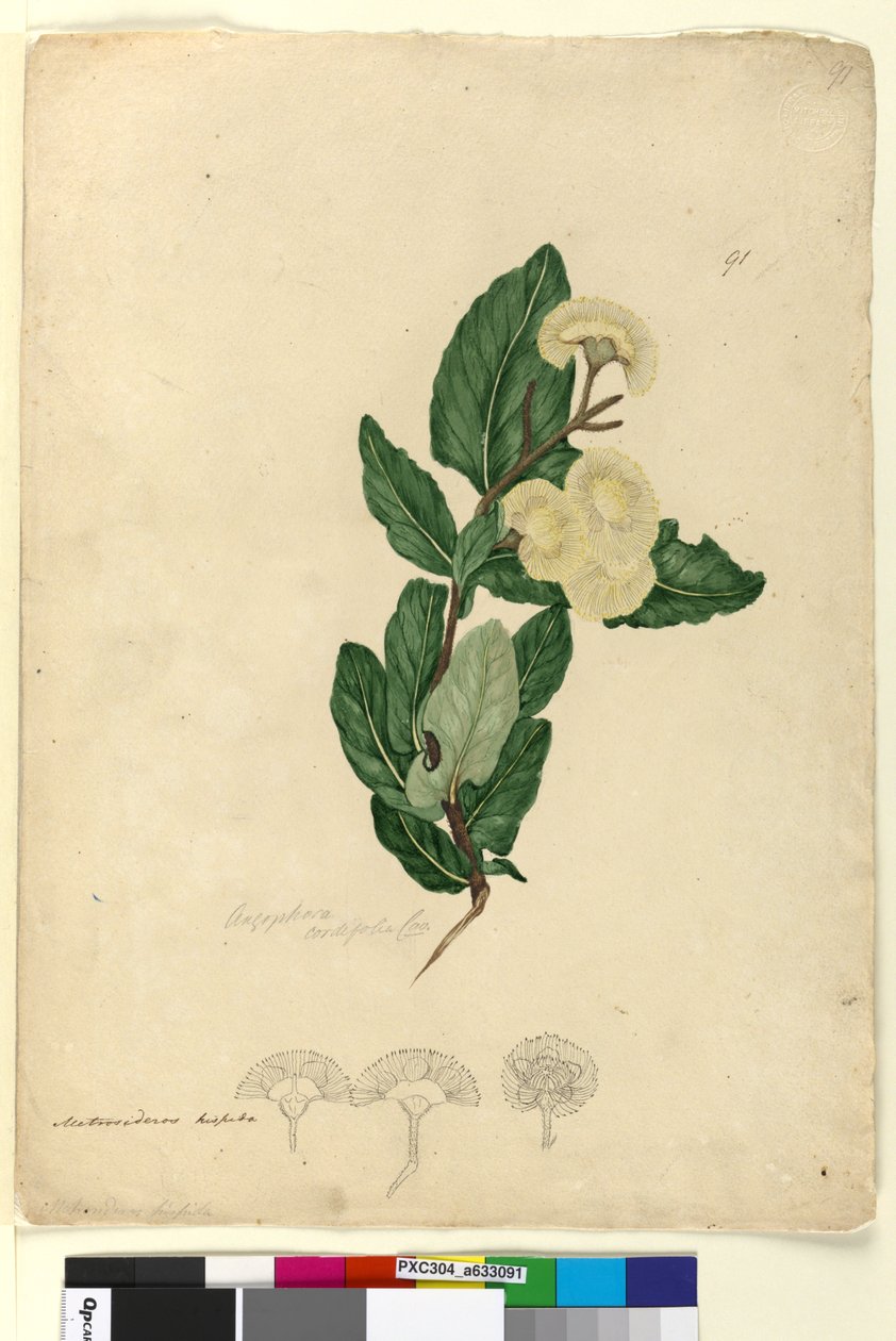 Page 91. Angophora cordifolia - John William Lewin