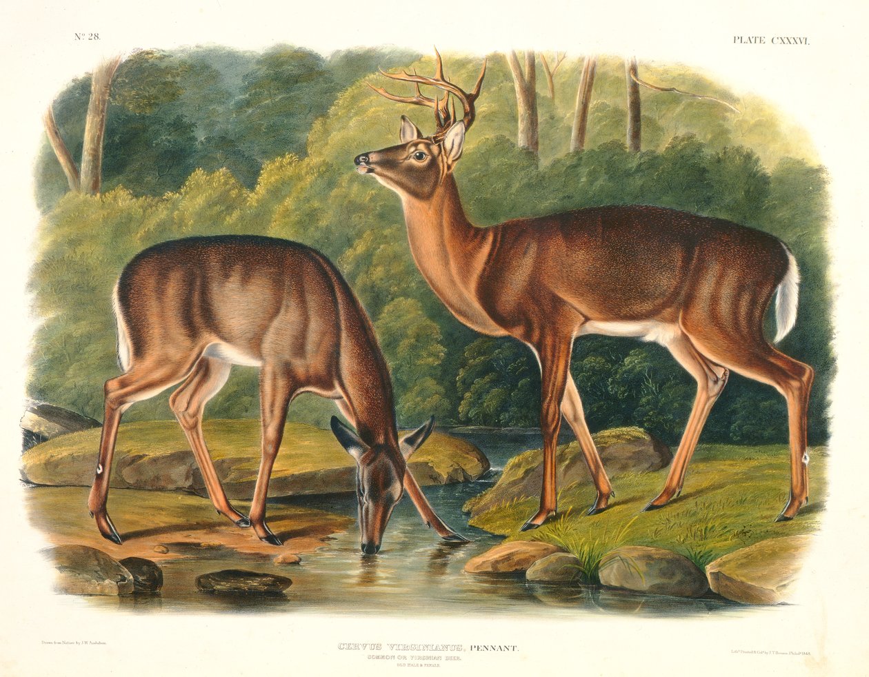 Cervus Virginianus (Cerf commun ou de Virginie), planche 136 de 