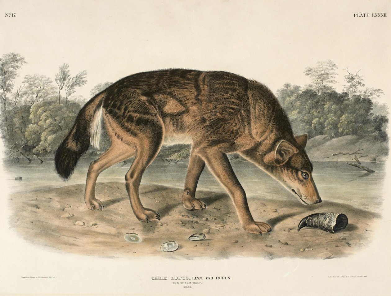 Loup rouge du Texas (Canis Lupus) - John Woodhouse Audubon
