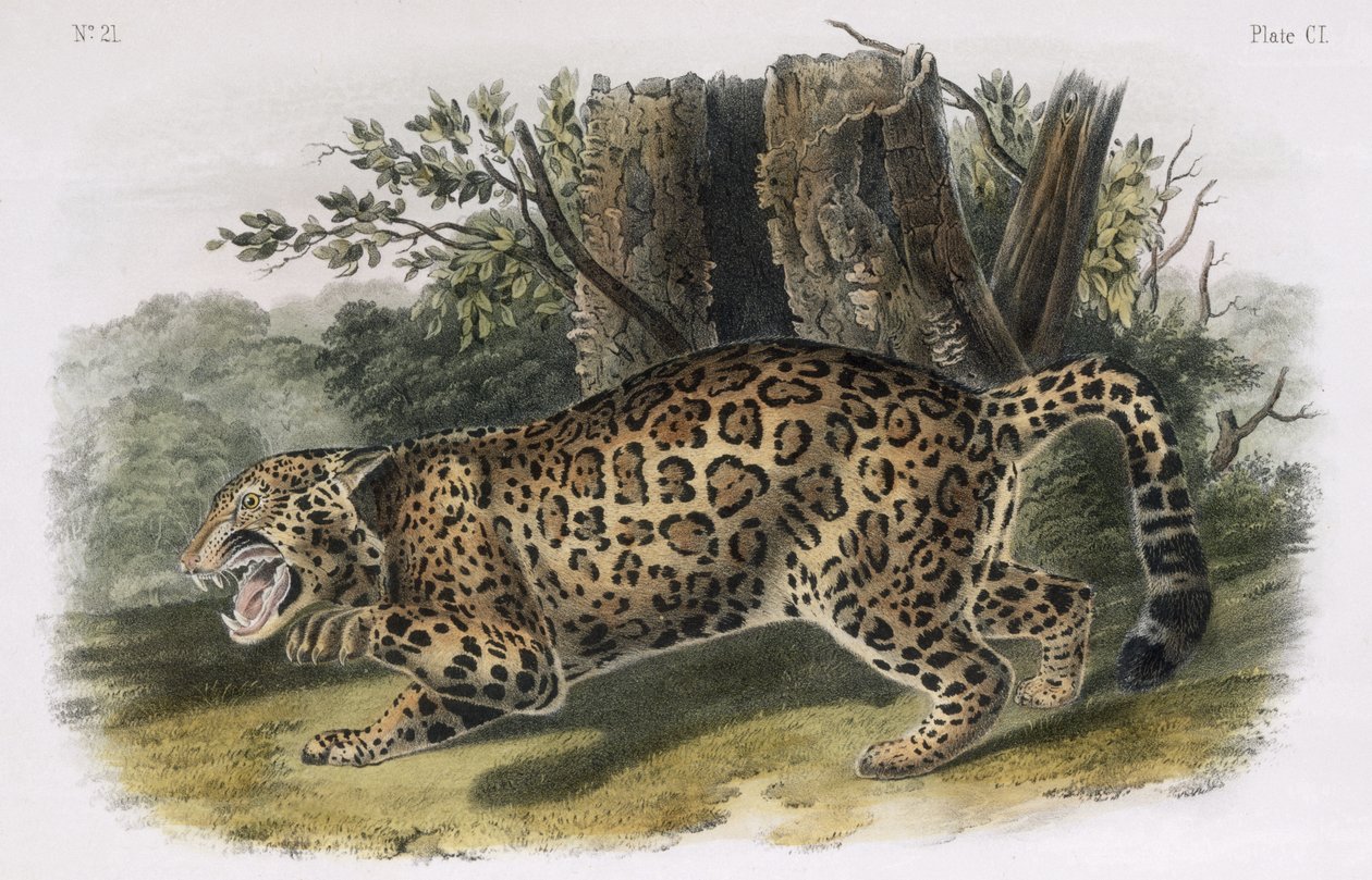 Le Jaguar, planche 101 de 