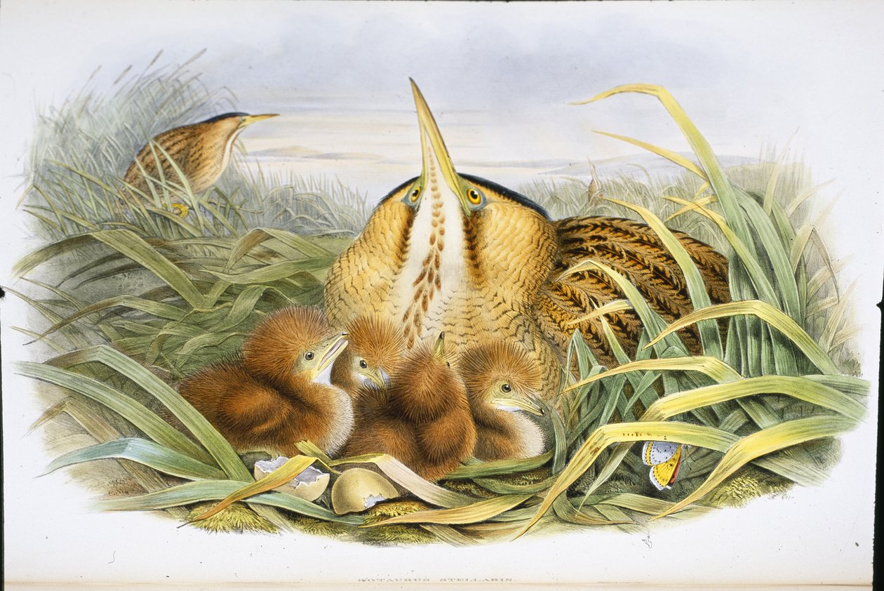 Butor étoilé (Botaurus Stellaris) - John (after) Gould