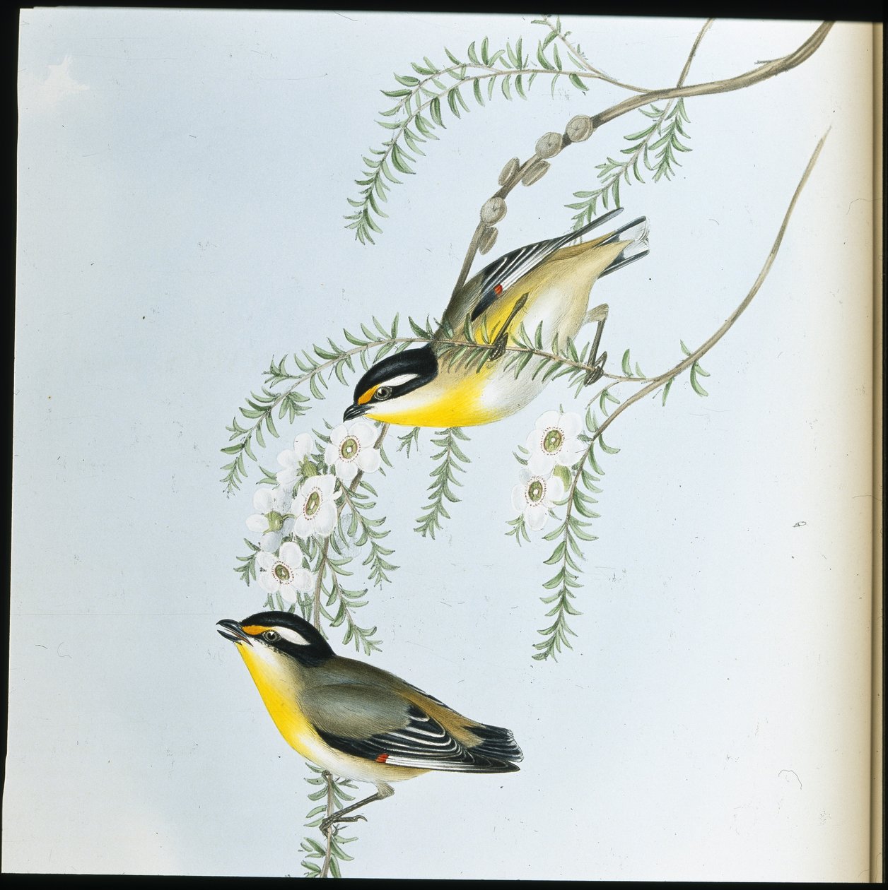 Pardalote à tête noire (Pardalotus Melanocephalus) - John (after) Gould