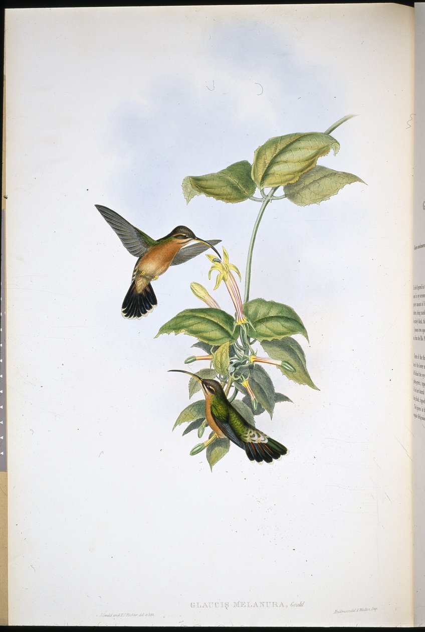 Ermite à queue noire - John (after) Gould