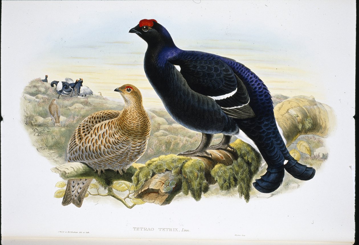 Coq de bruyère - John (after) Gould