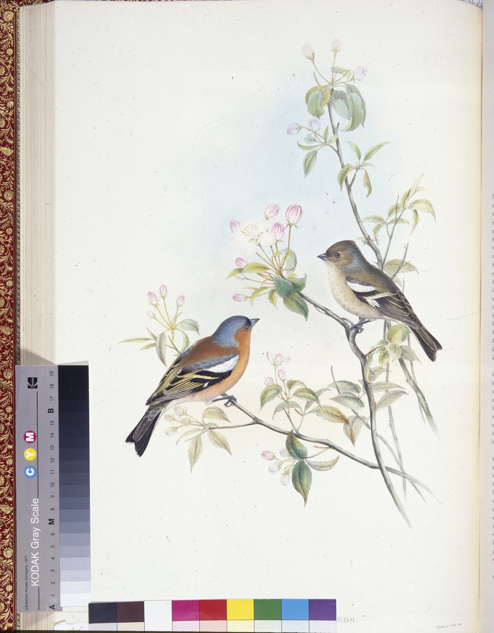 Pinson des arbres (Fringilla Caelebs) - John (after) Gould