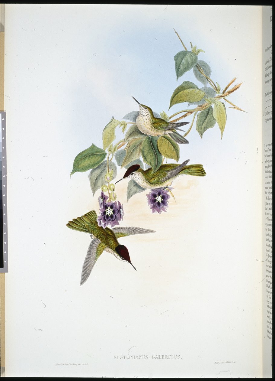 Couronne de feu chilienne (Eustephanus Galeritus) - John (after) Gould