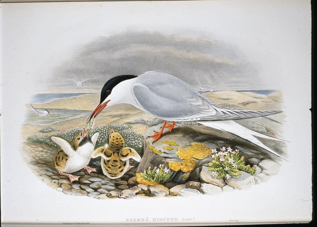 Sterne pierregarin - John (after) Gould