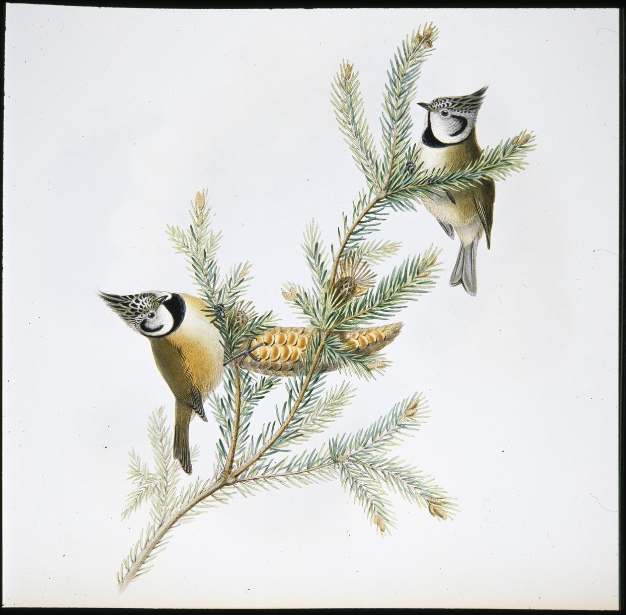 Mésange huppée (Parus Cristatus) - John (after) Gould