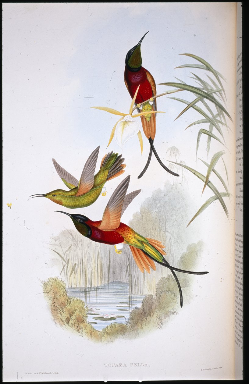 Topaze écarlate (Topaza Pella) - John (after) Gould