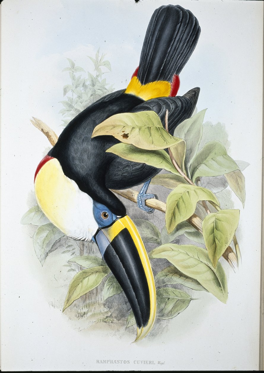 Toucan de Cuvier - John (after) Gould