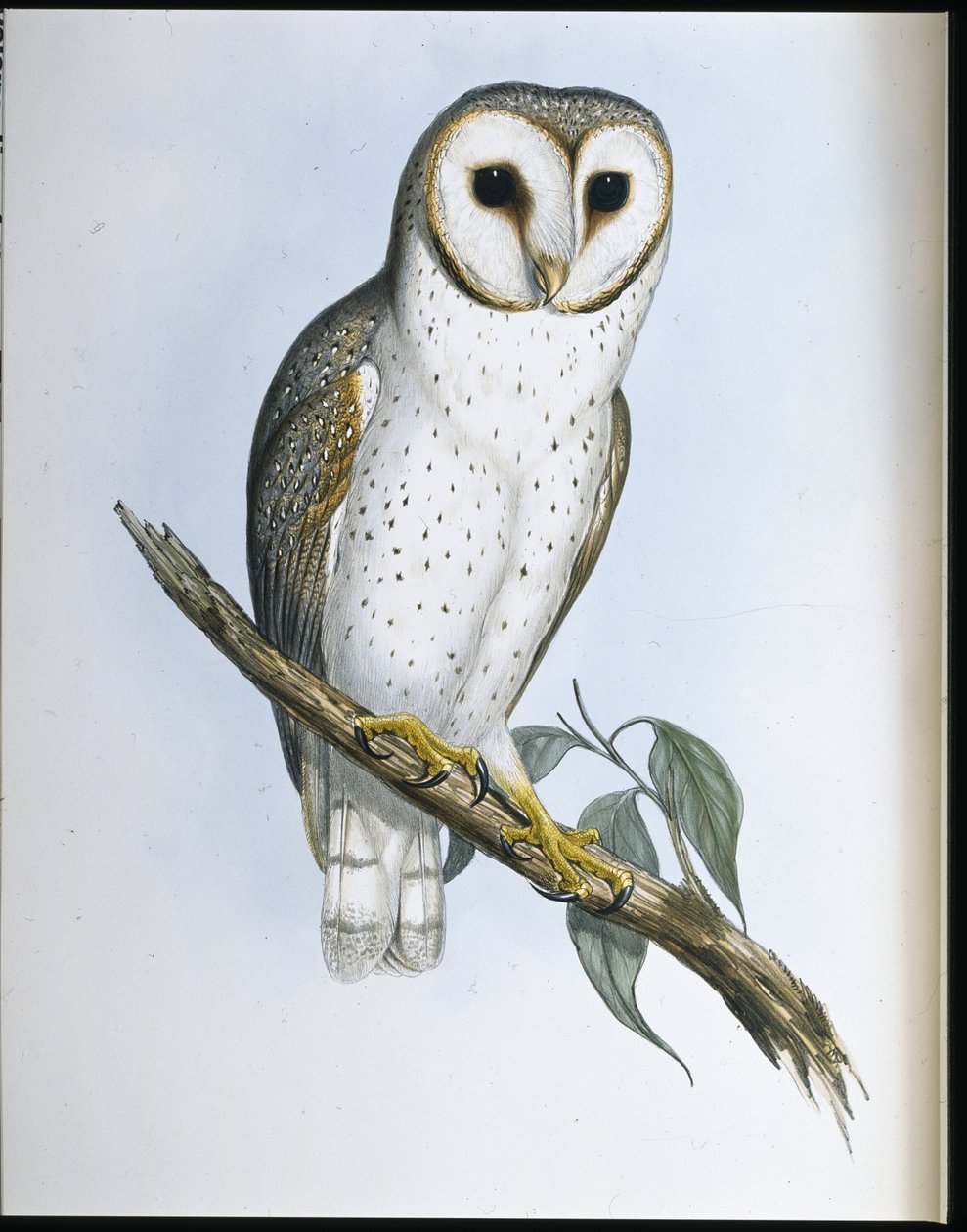 Chouette délicate - John (after) Gould