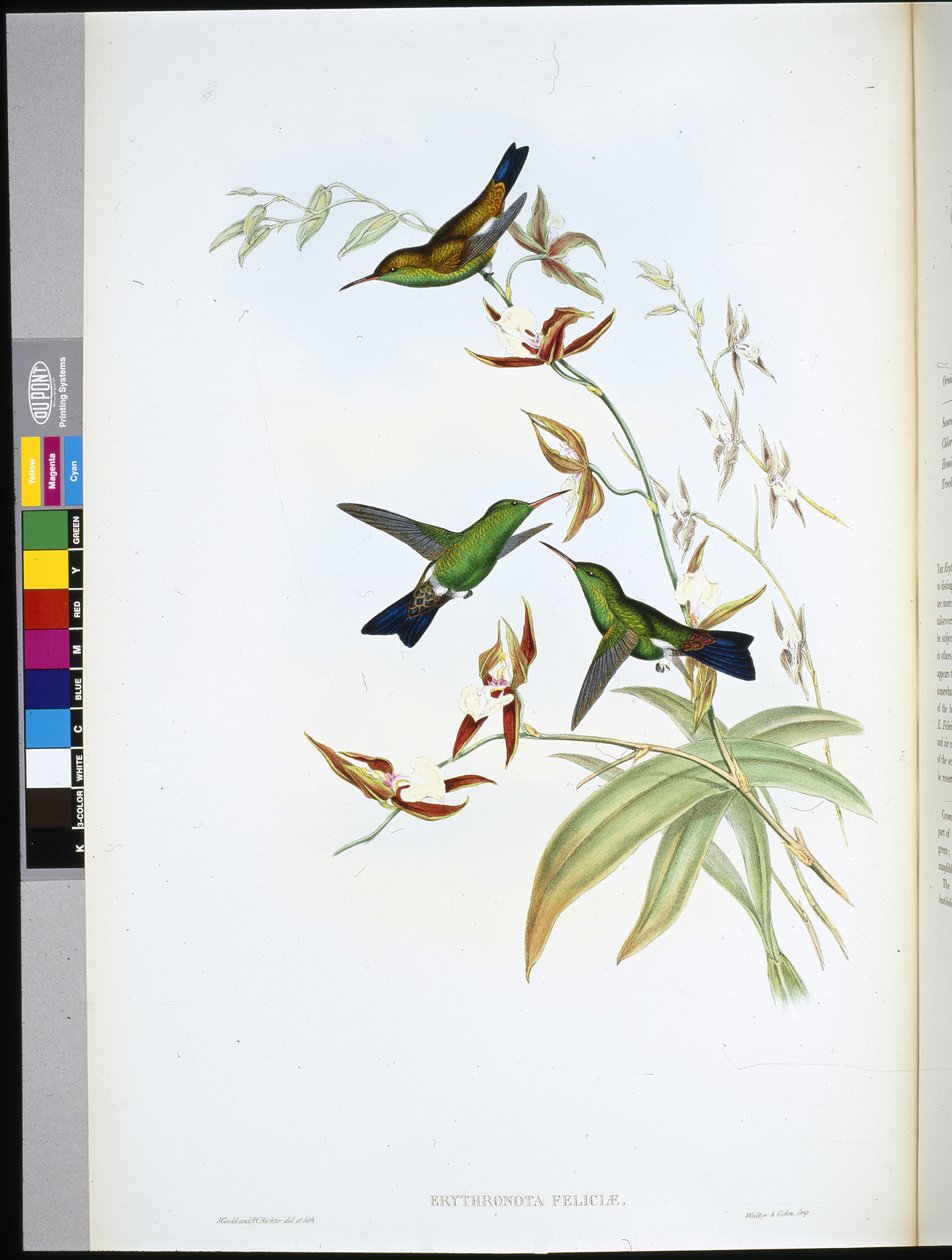 Erythronote de Felicia (Erythronota Feliciae) - John (after) Gould