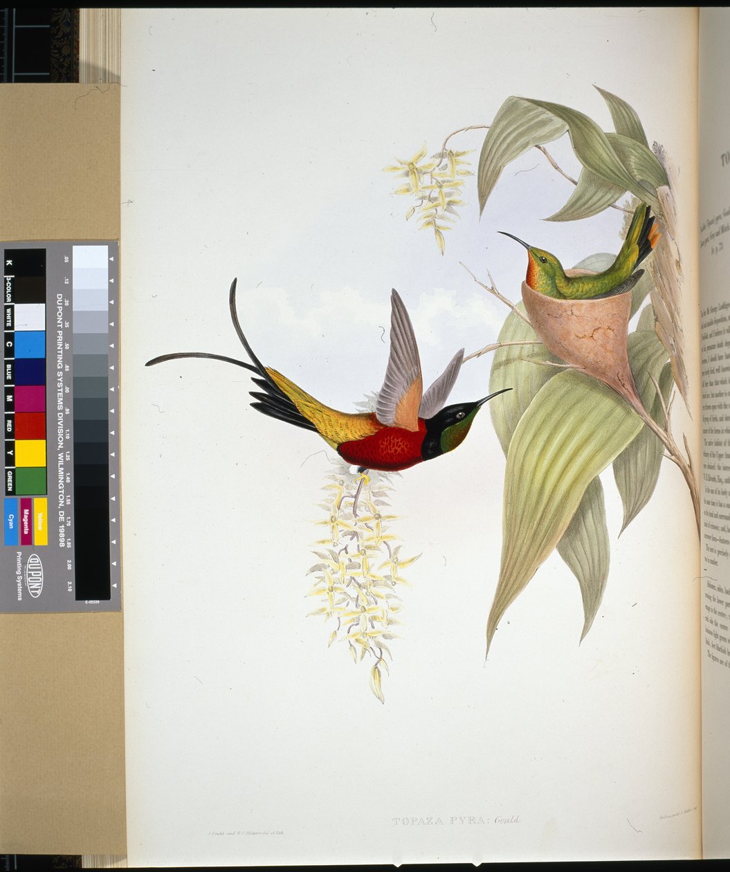 Topaze flamboyant (topaza pyra) - John (after) Gould