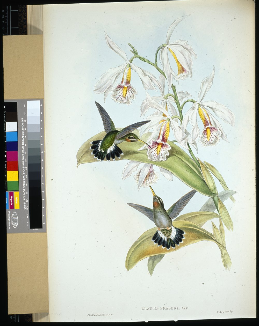 Ermite de Fraser - John (after) Gould