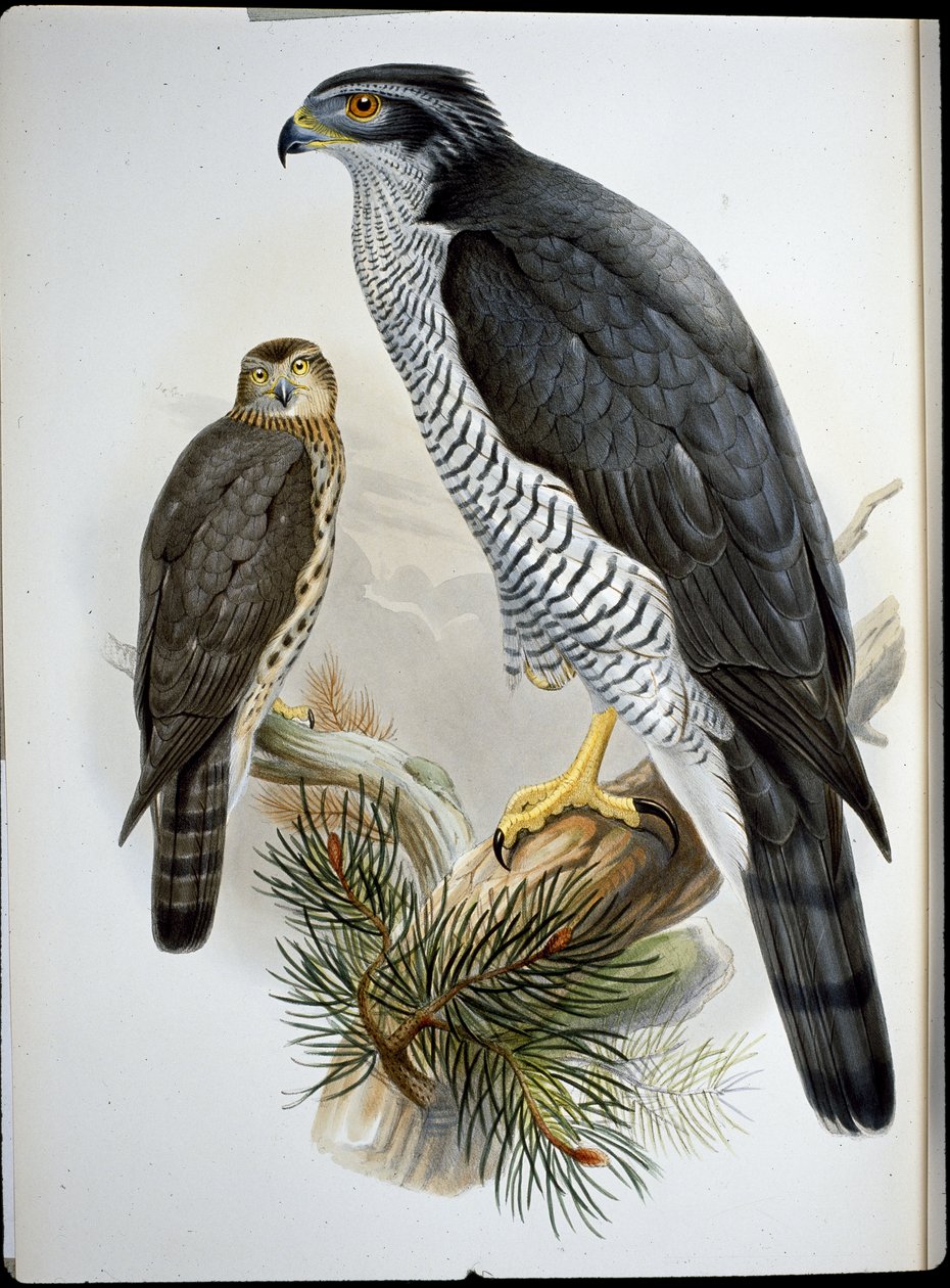 Autour des palombes - John (after) Gould