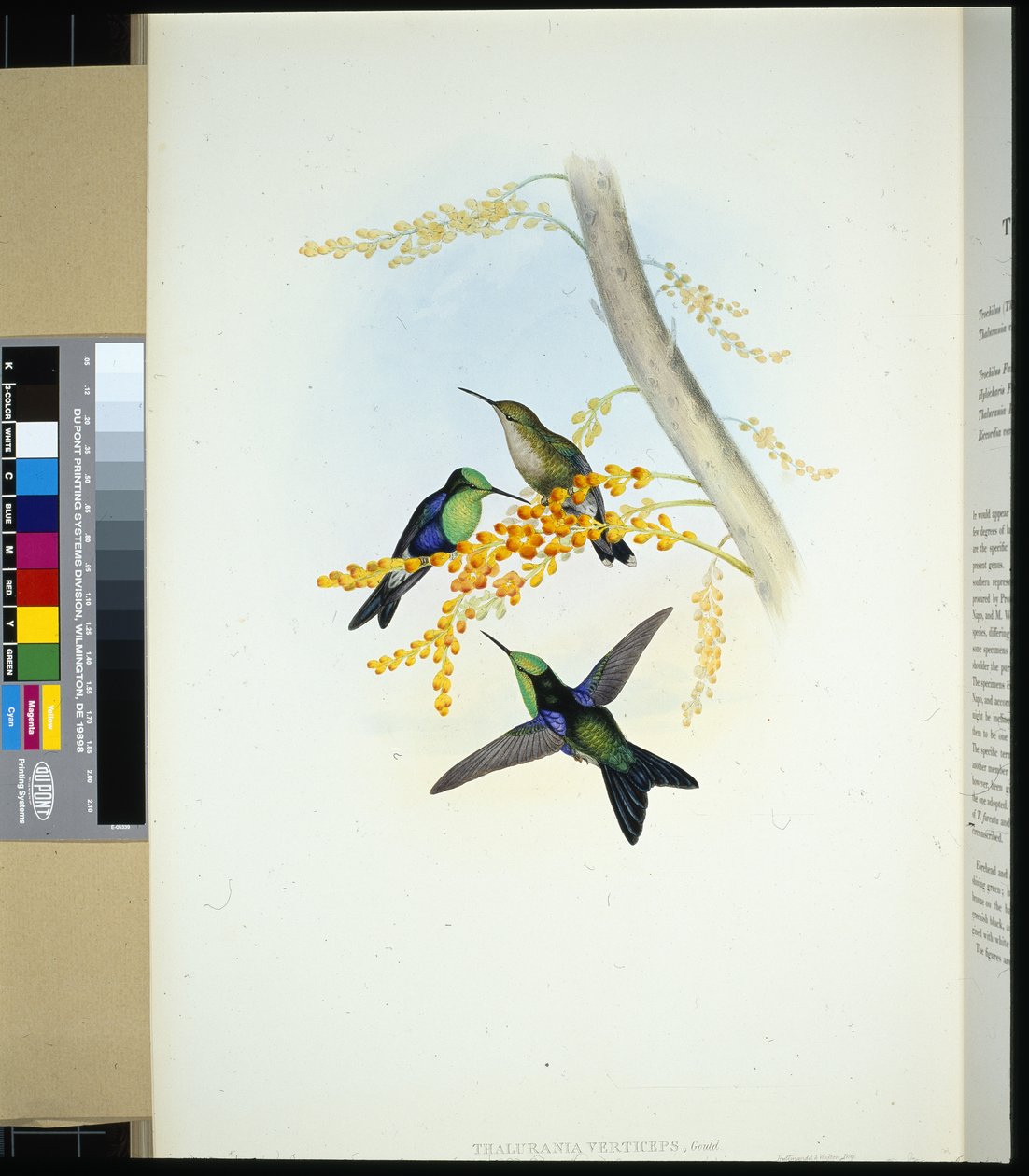 Panoplites à couronne verte (thalurania verticeps) - John (after) Gould