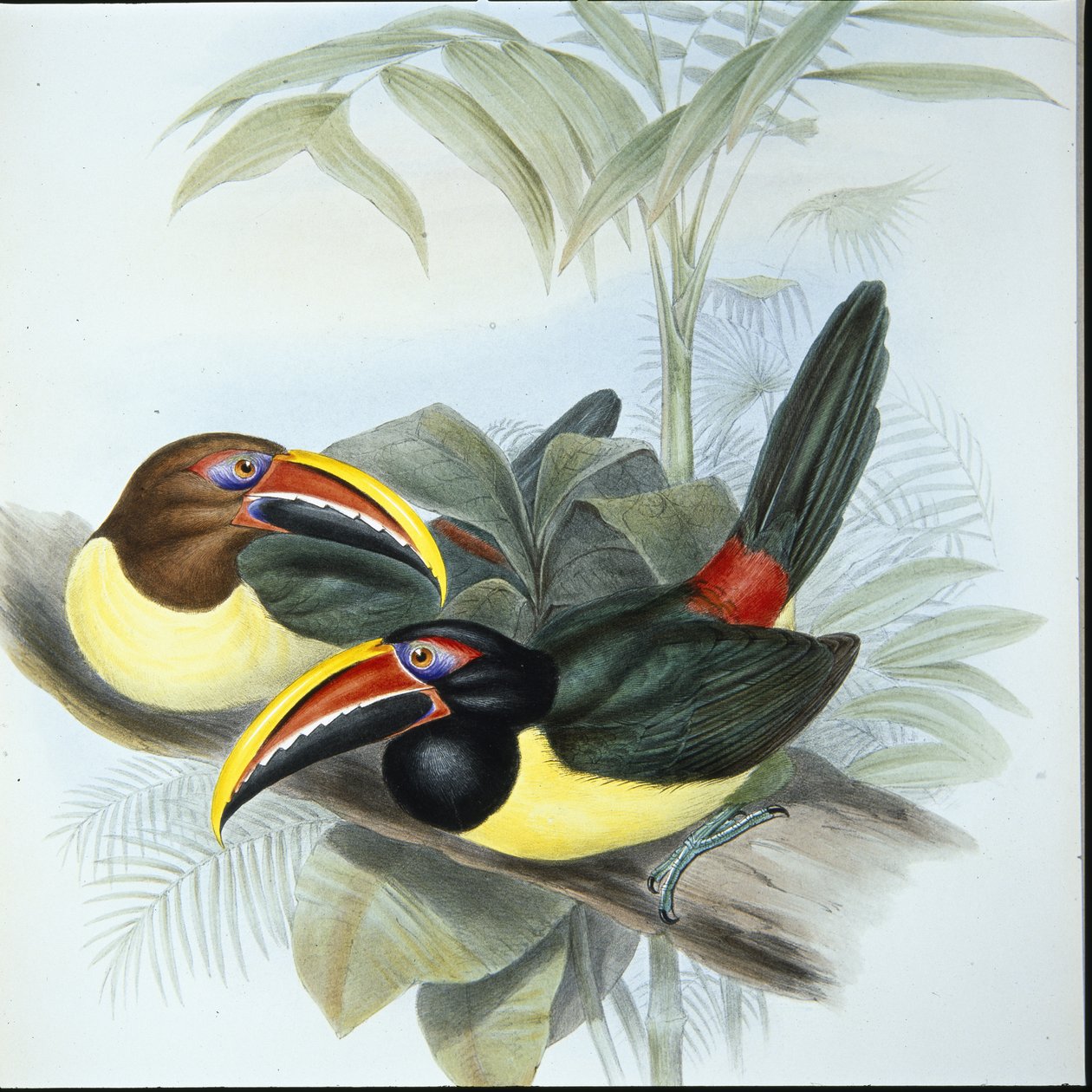 Araçari vert - John (after) Gould