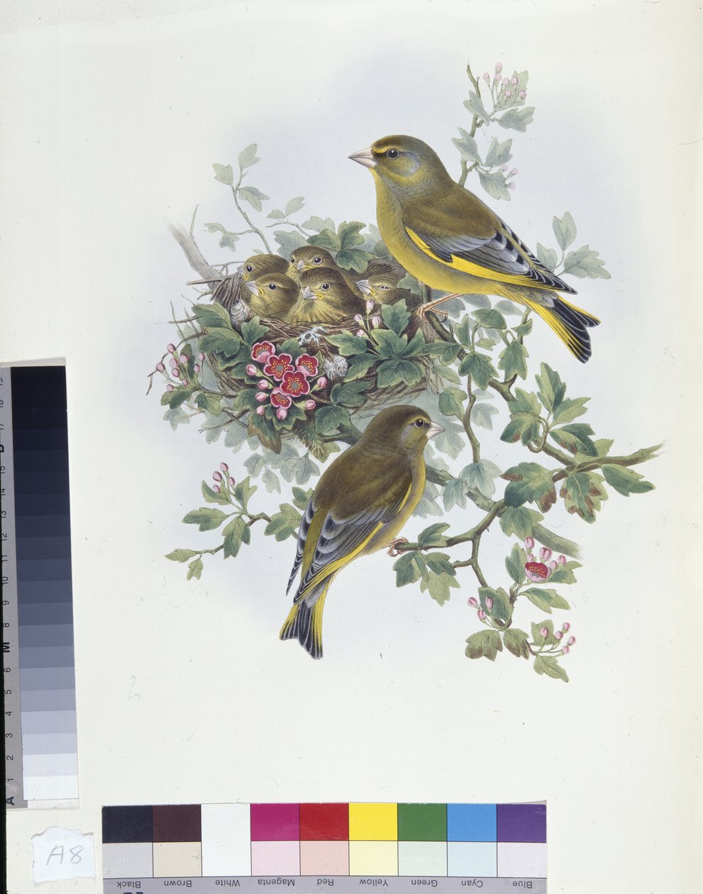 Verdier (Ligurinus chloris) - John (after) Gould