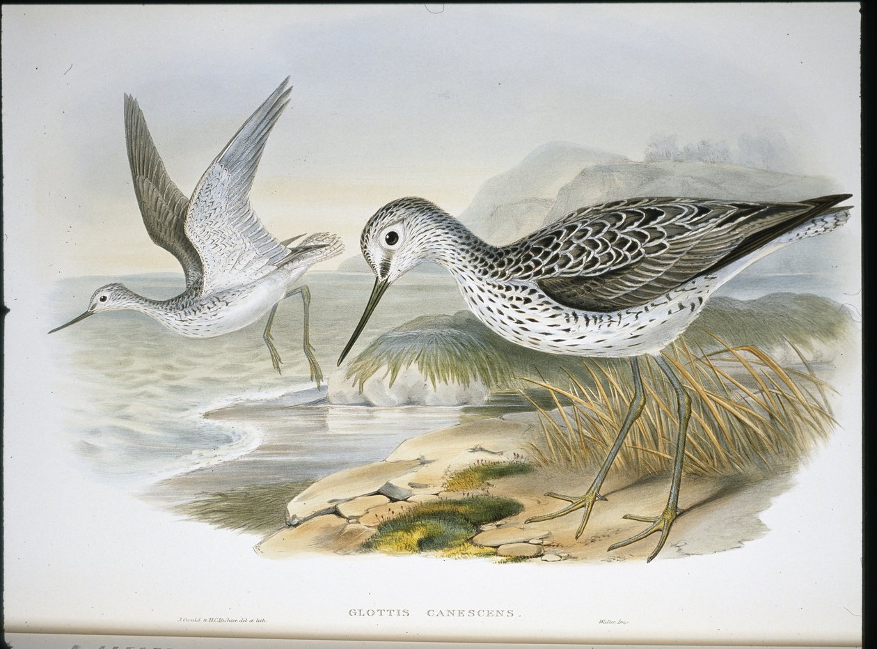 Chevalier aboyeur (Glottis Canescens) - John (after) Gould