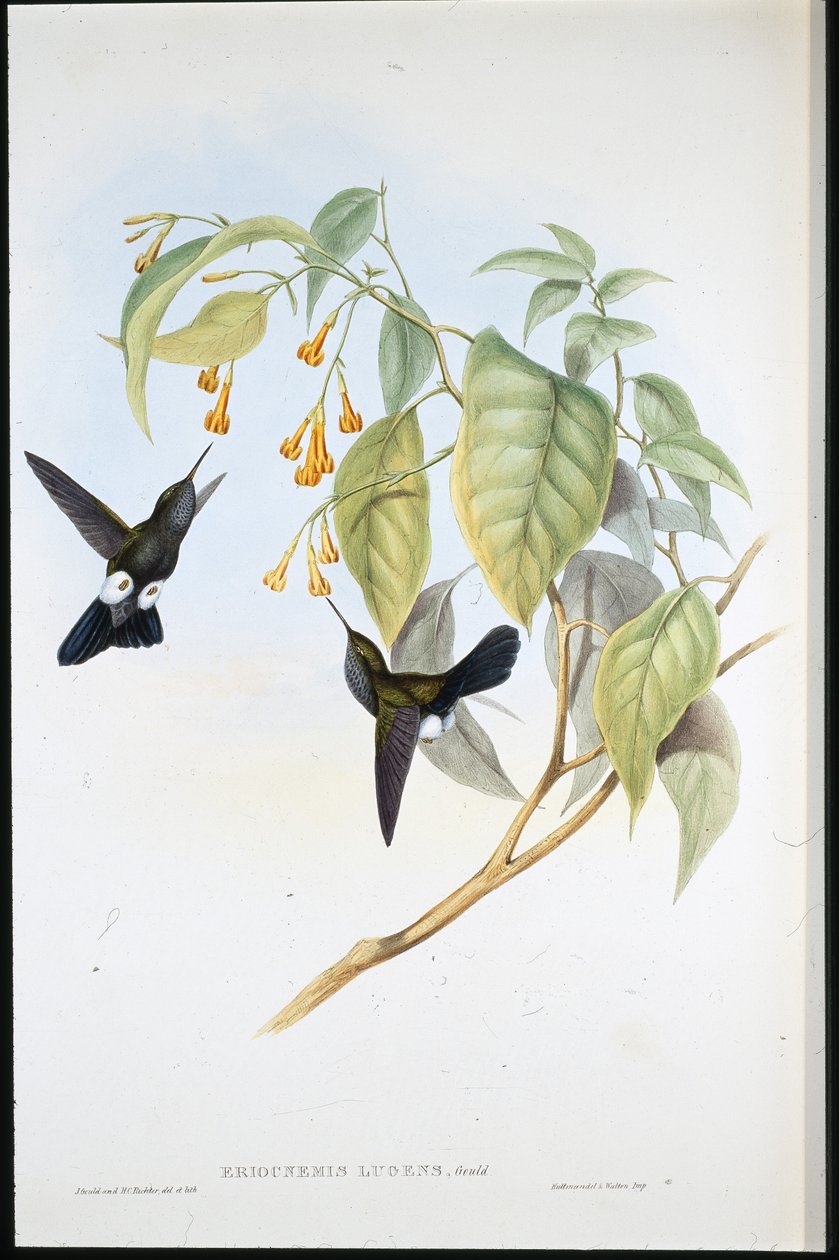 Puffleg hoary (Eriocnemis Lugens) - John (after) Gould