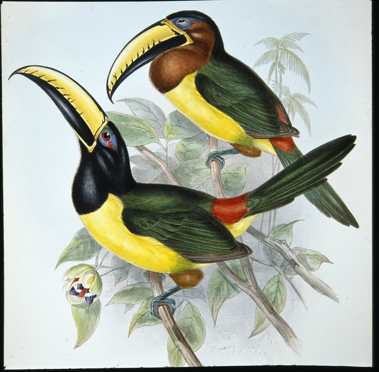 Aracari de Humboldt - John (after) Gould