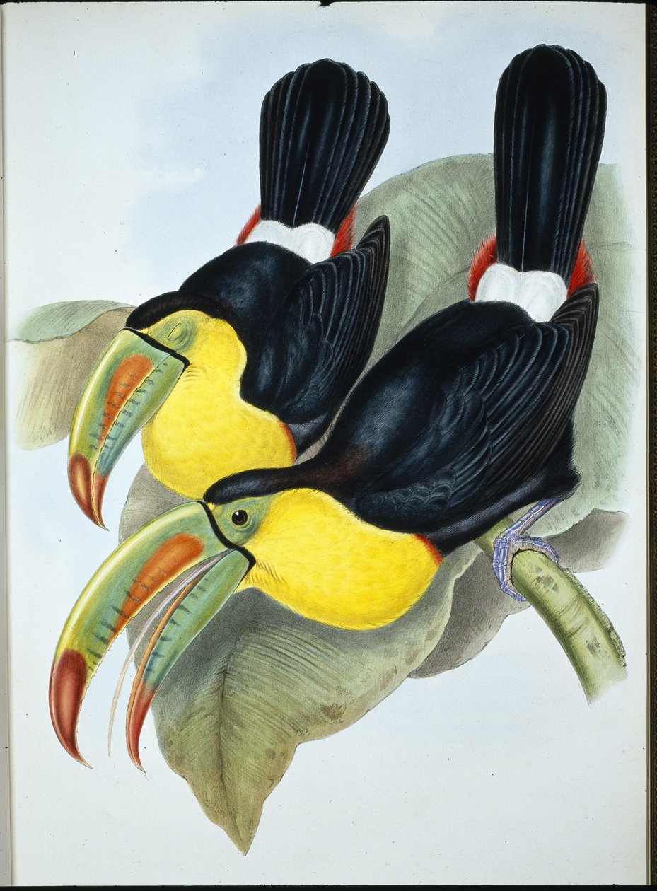 Toucan à bec caréné - John (after) Gould