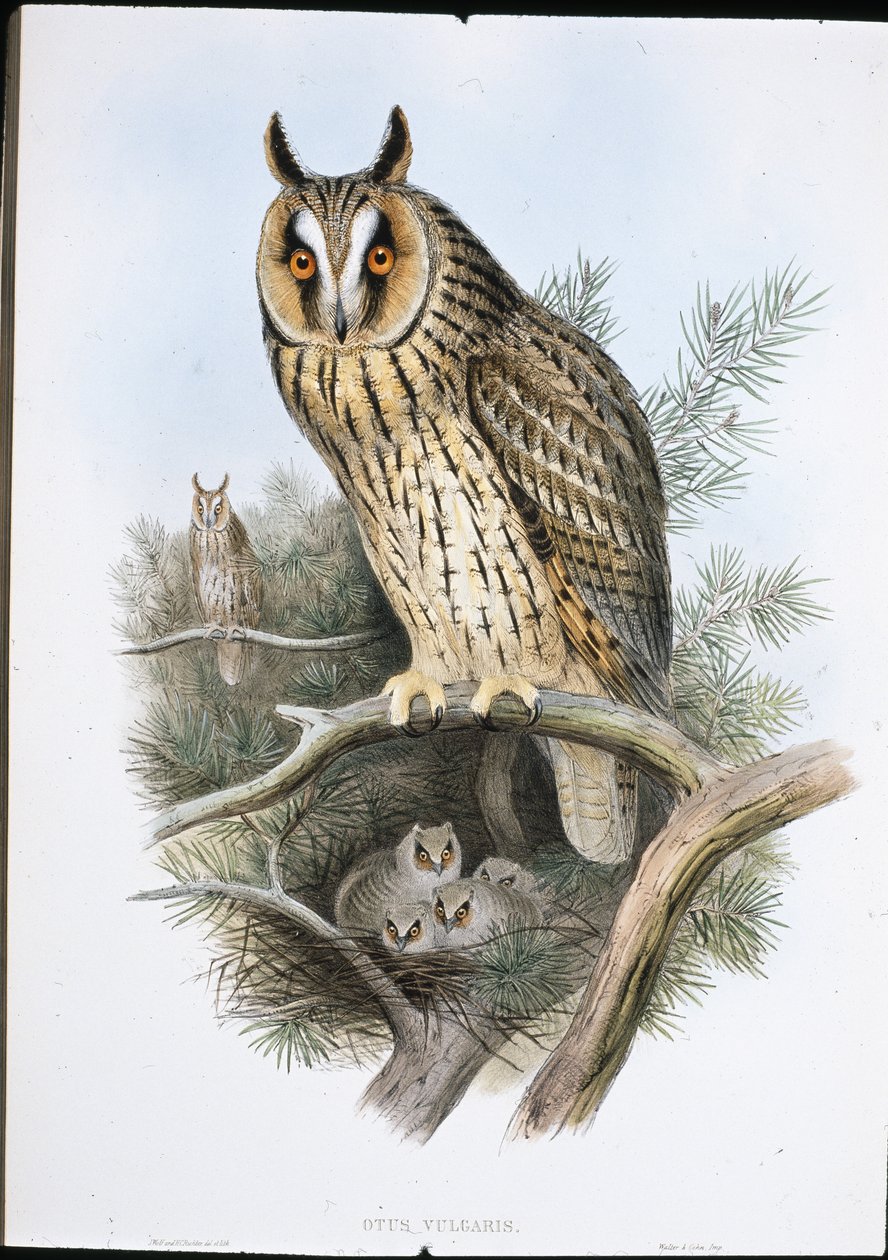 Hibou moyen-duc (Otus Vulgaris) - John (after) Gould