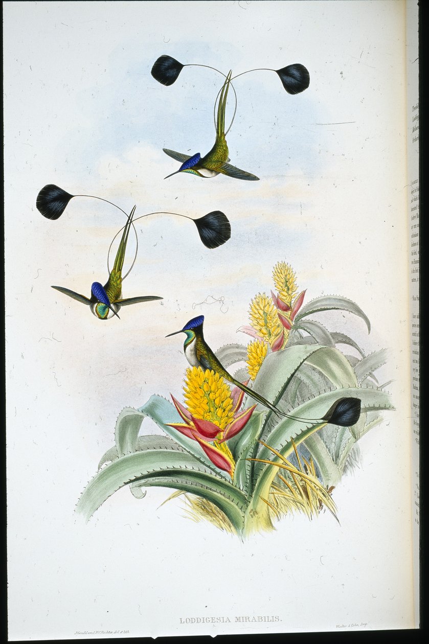 Colibri merveilleux (Loddigesia Mirabilis) - John (after) Gould