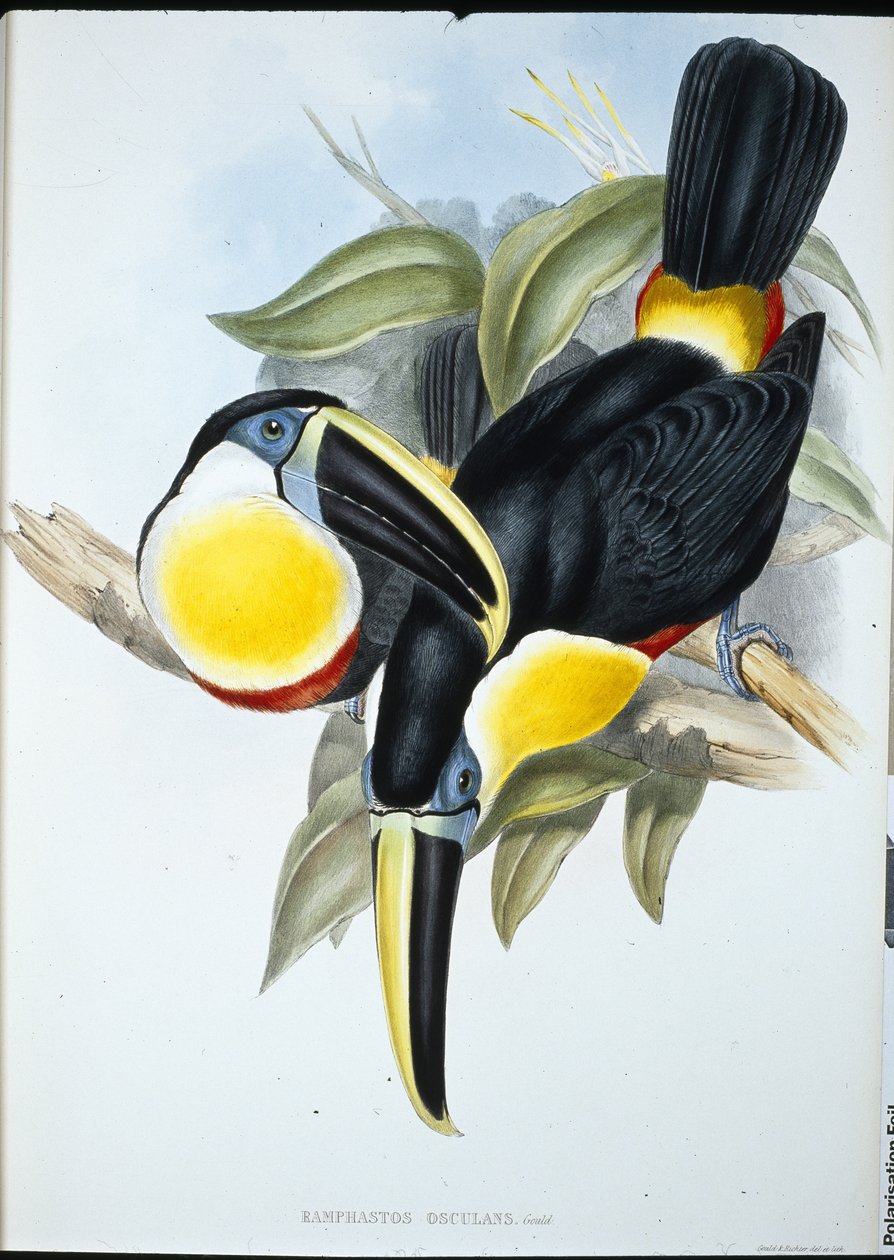 Toucan osculant - John (after) Gould