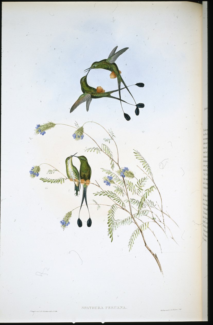 Racket-tail péruvien - John (after) Gould