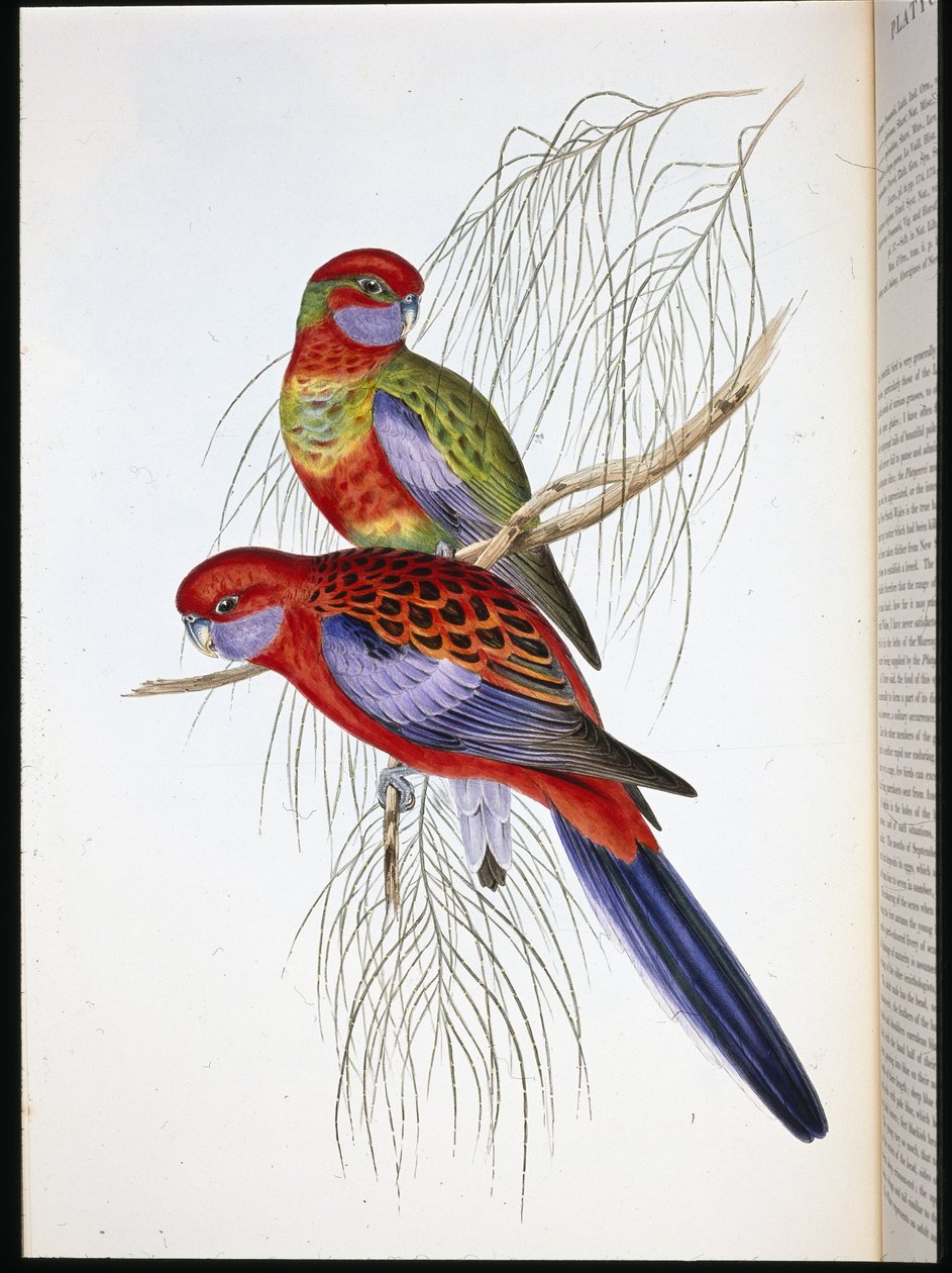 Platycercus pennantii - John (after) Gould