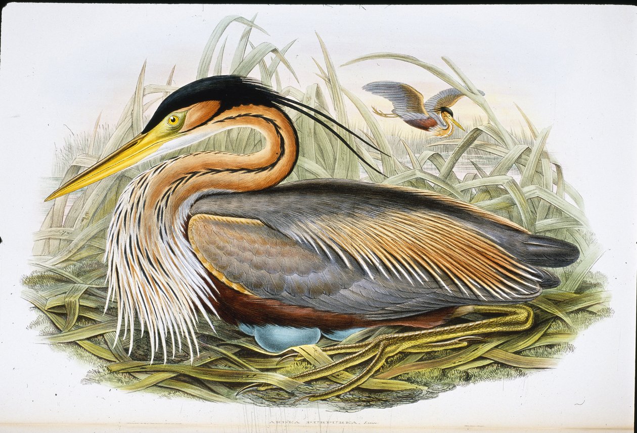 Héron pourpré (Ardea Purpurea) - John (after) Gould