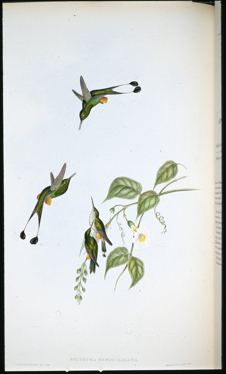 Queue de raquette à bottes rouges (Spathura Rufocaligata) - John (after) Gould